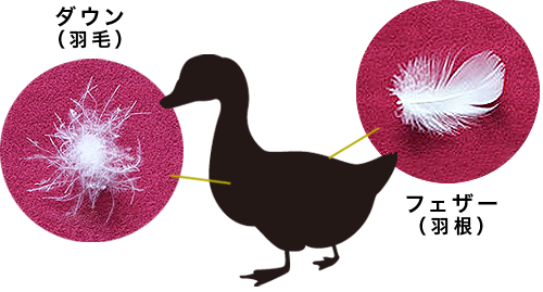 水鳥の羽根を使った羽毛布団は、普通の布団よりも保温効果が高い。