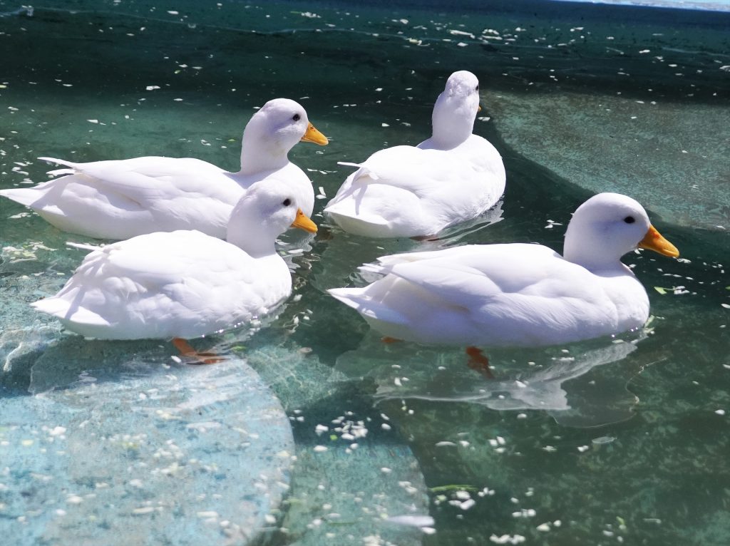 水鳥の飼育期間の短い羽毛は臭いやすい