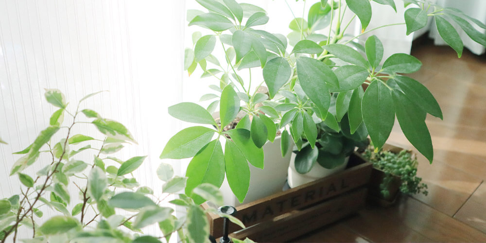 朝はカーテンを開けたり観葉植物を窓際に移動させたりして日光が当たるように工夫する