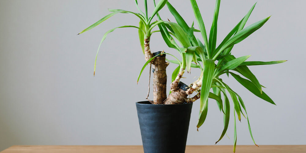 青年の木と呼ばれるユッカはまっすぐに伸びていく姿が印象的な観葉植物