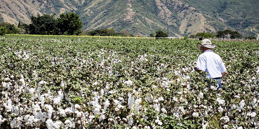 オーガニックコットンの収穫には落葉剤が使われないため、摘み取り作業の手間も増えますが、その分農家の人や周辺環境に優しい方法で収穫されています。