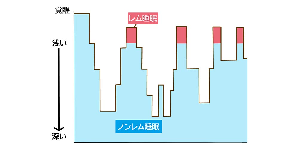 人間の睡眠には「レム睡眠」と「ノンレム睡眠」の2つのパターンがあります。